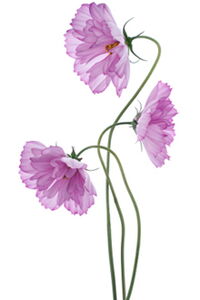 Tulpen